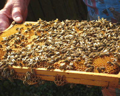 Bienen, Honig, Bienenstock